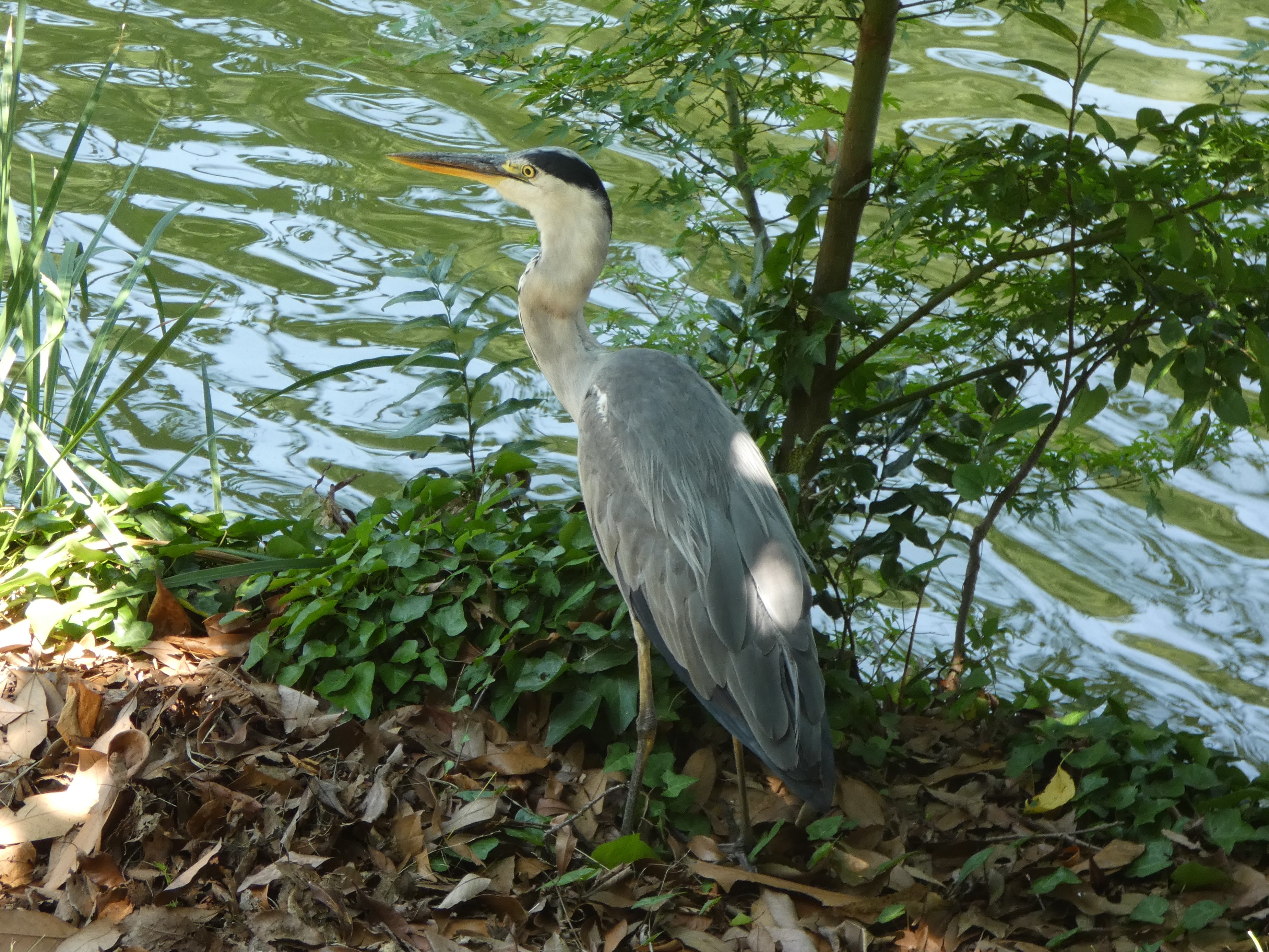 獲物を探すアオサギ